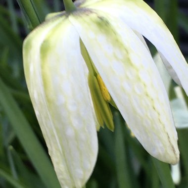 Fritillaria pontica