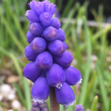 Muscari latifolium