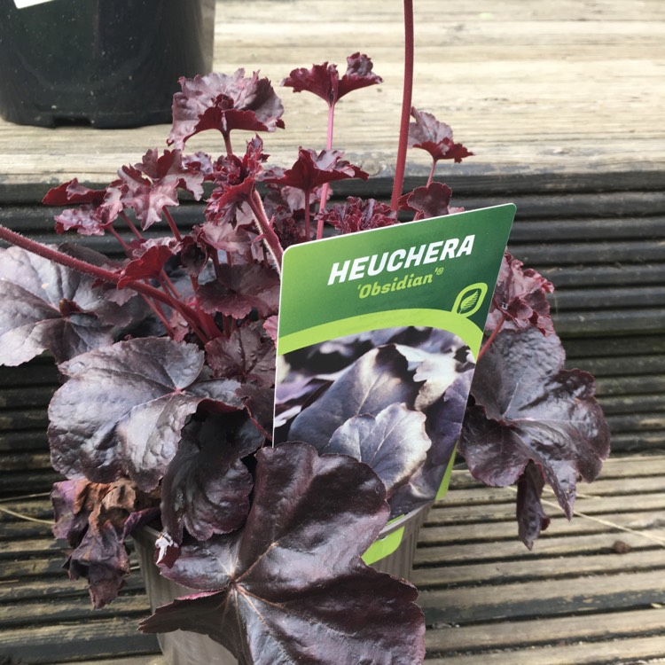 Plant image Heuchera 'Obsidian Coral bells'