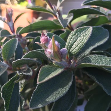 Cistus x lenis 'Grayswood Pink'