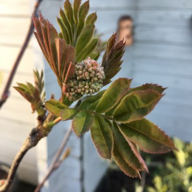 Sorbus Hupehensis