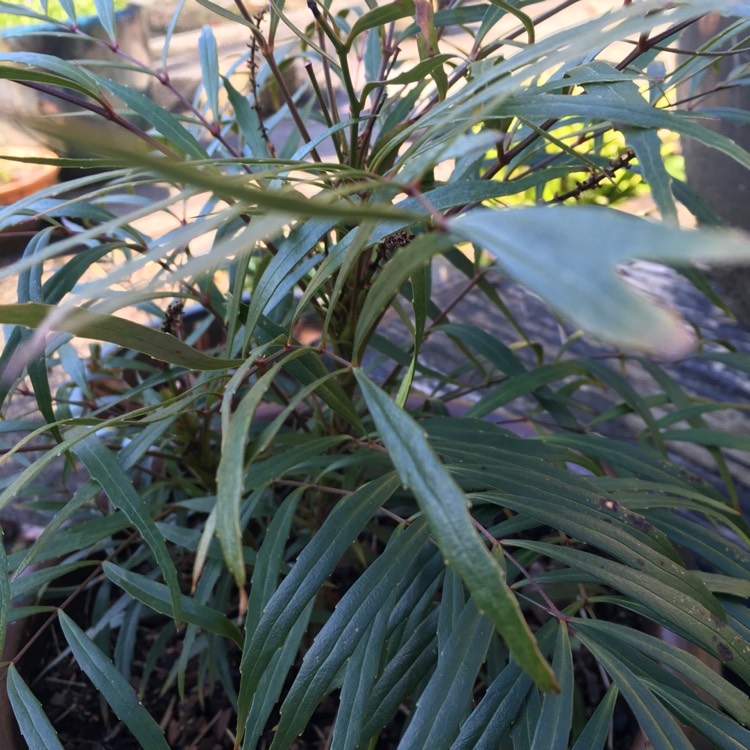 Plant image Mahonia eurybracteata subsp. ganpinensis 'Soft Caress'