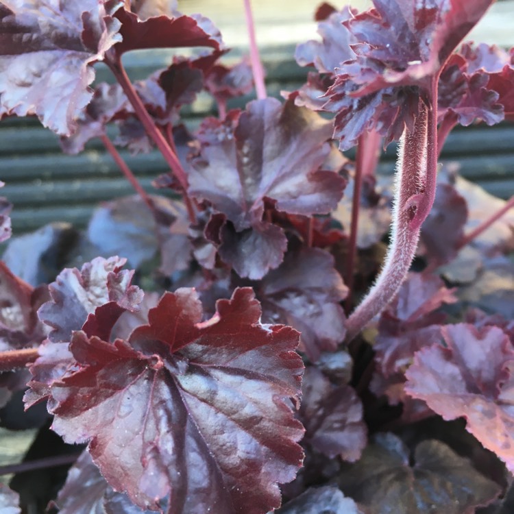 Plant image Heuchera 'Obsidian Coral bells'