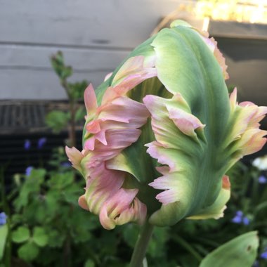 Tulipa 'Apricot Parrot'