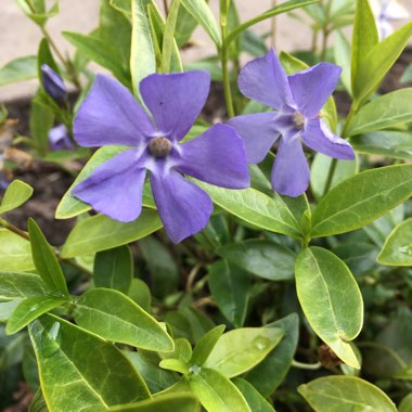 Vinca minor 'Flower Power'