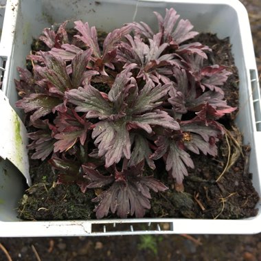 Geranium pratense 'Purple Ghost'