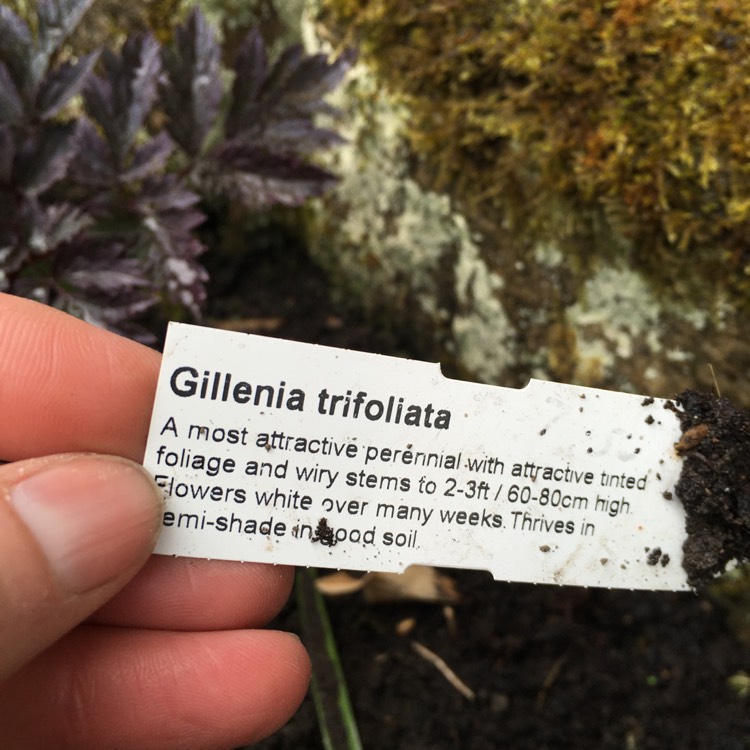 Plant image Gillenia trifoliata