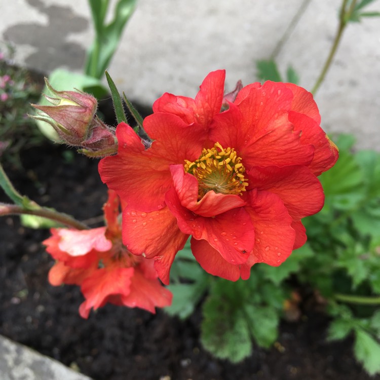 Plant image Geum 'Blazing Sunset'