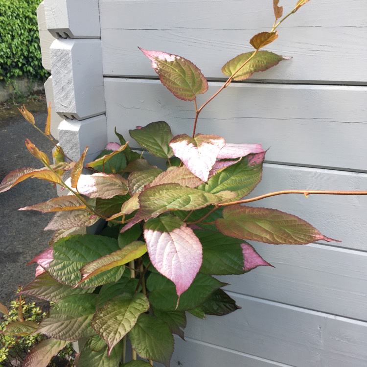 Plant image Actinidia kolomikta syn. Actinidia maloides