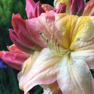 Rhododendron 'Mandarin Lights'