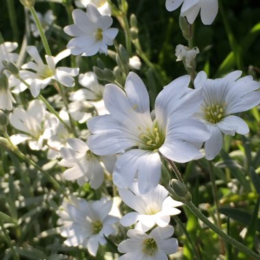 Cerastium tomentosum