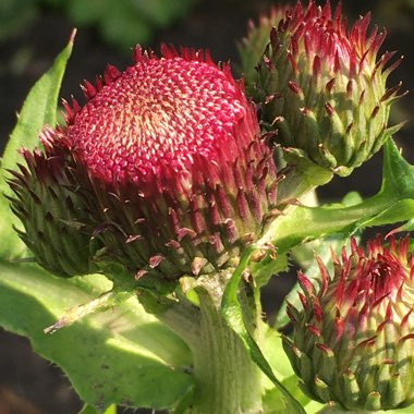 Cirsium rivulare 'Atropurpureum'