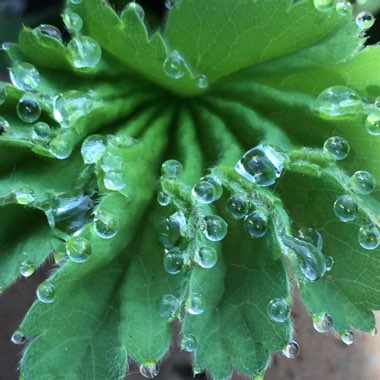 Alchemilla mollis