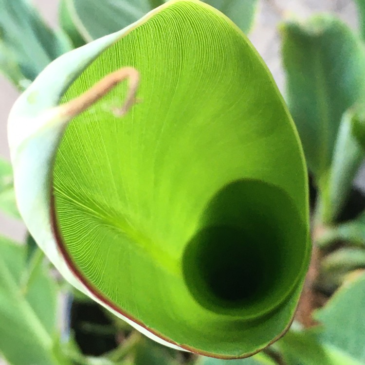 Plant image Musa