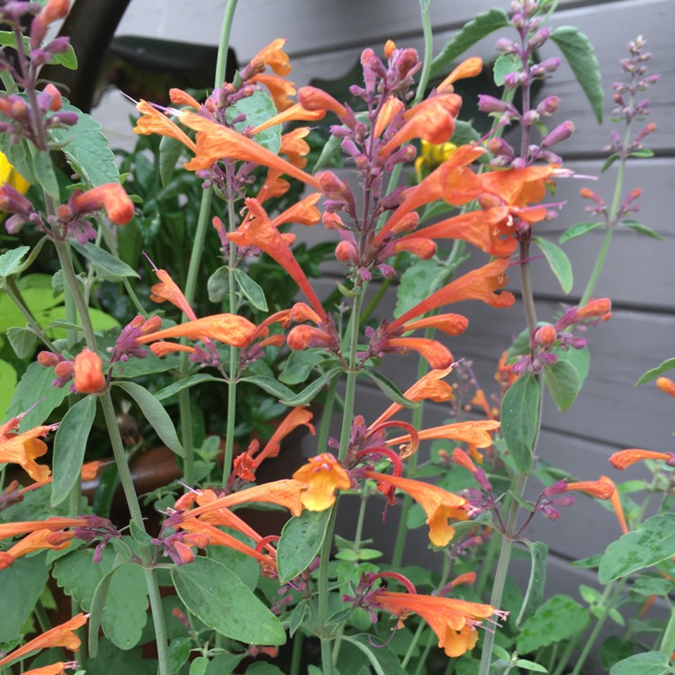 Plant image Agastache aurantiaca 'Apricot Sprite'