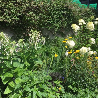 Nicotiana Sylvestris