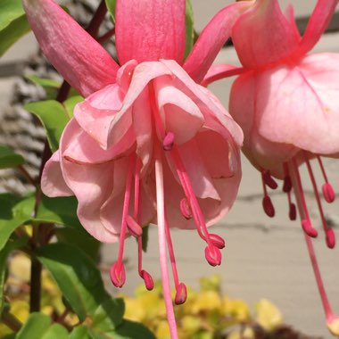 Fuchsia (Tender)