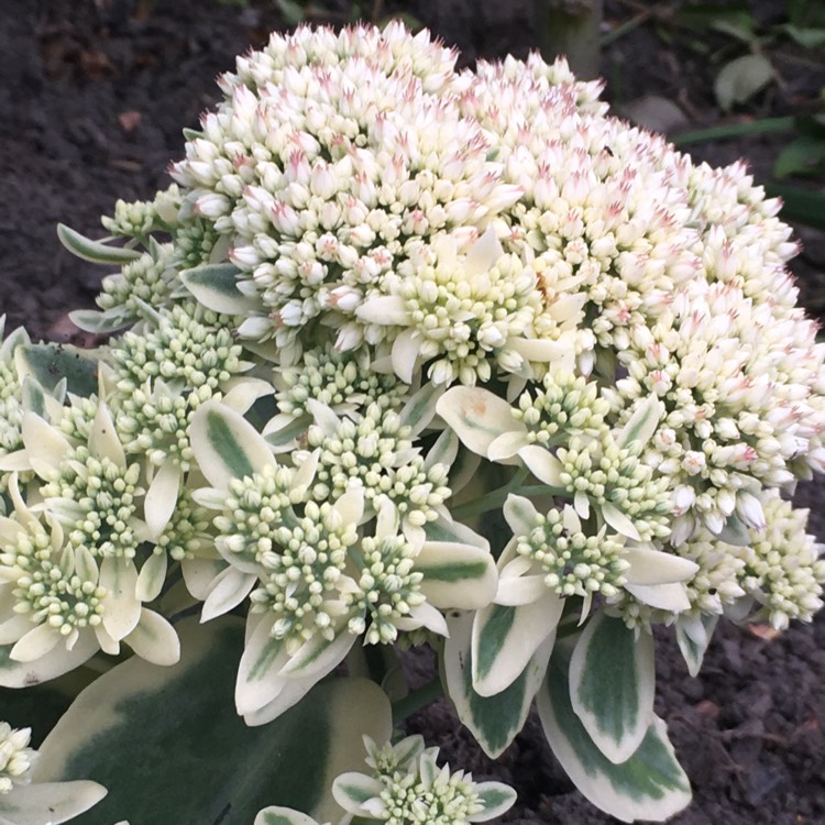 Plant image Sedum 'Frosted Fire'