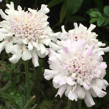 Scabiosa