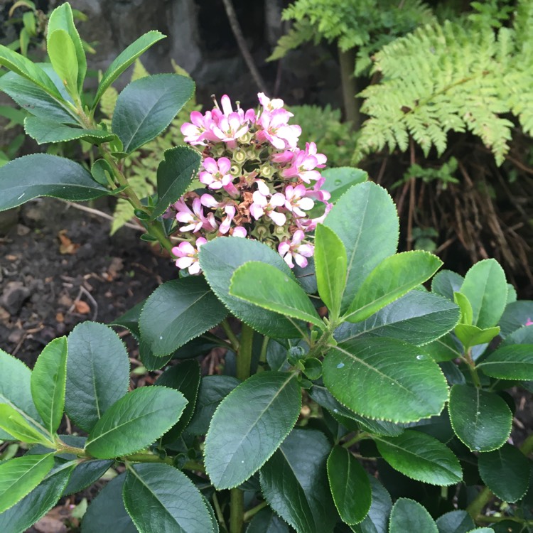 Plant image Escallonia 'Pink Elle'