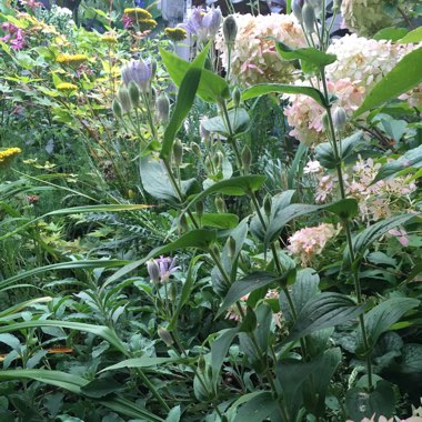 Tricyrtis formosana