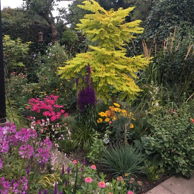 Robinia pseudoacacia 'Frisia'