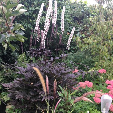 Pennisetum setaceum 'Sky Rocket'