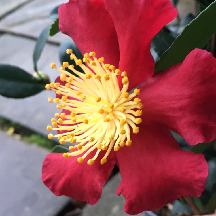 Plant image Camellia x vernalis 'Yuletide'