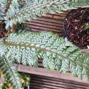 Polystichum