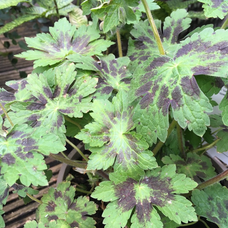 Plant image Geranium phaeum 'Samobor'