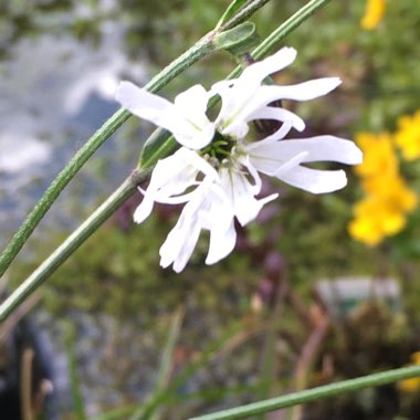 Lychnis flos-cuculi 'Petit Henri'