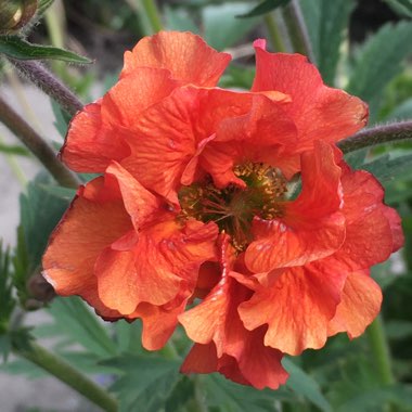 Geum 'Blazing Sunset'