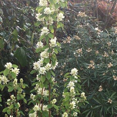 Amelanchier alnifolia 'Obelisk'