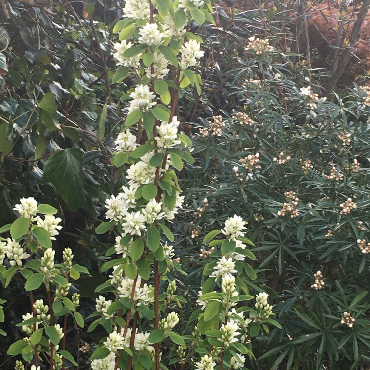 Plant image Amelanchier alnifolia 'Obelisk'