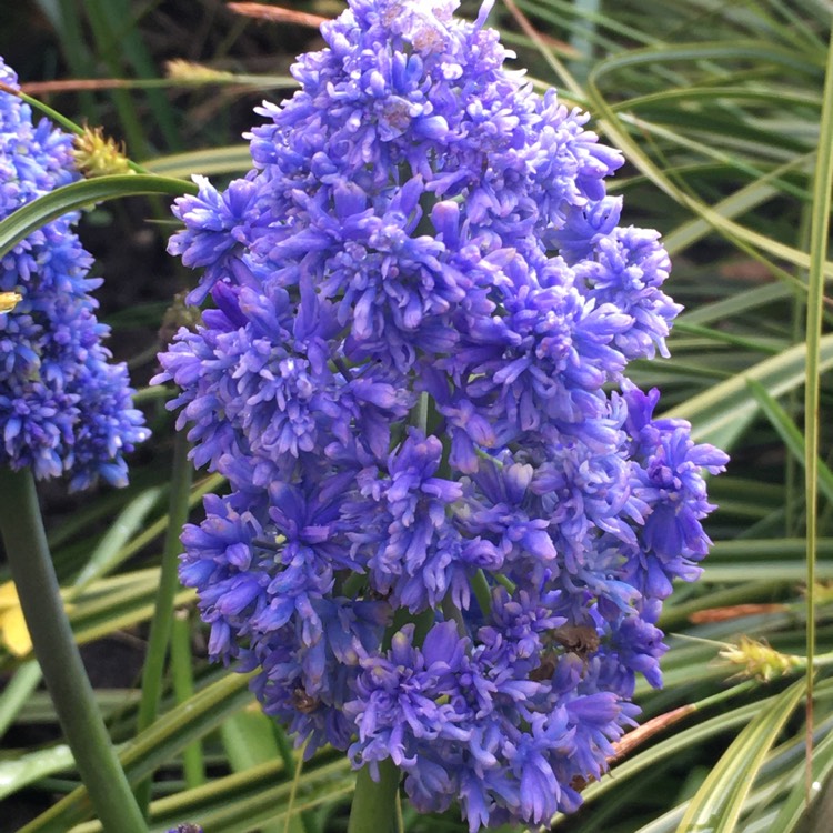 Plant image Muscari armeniacum 'Fantasy Creation'