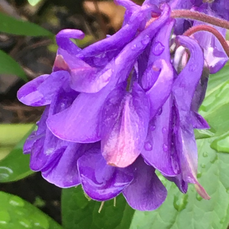 Plant image Aquilegia vulgaris 'Winky Double Blue And White'