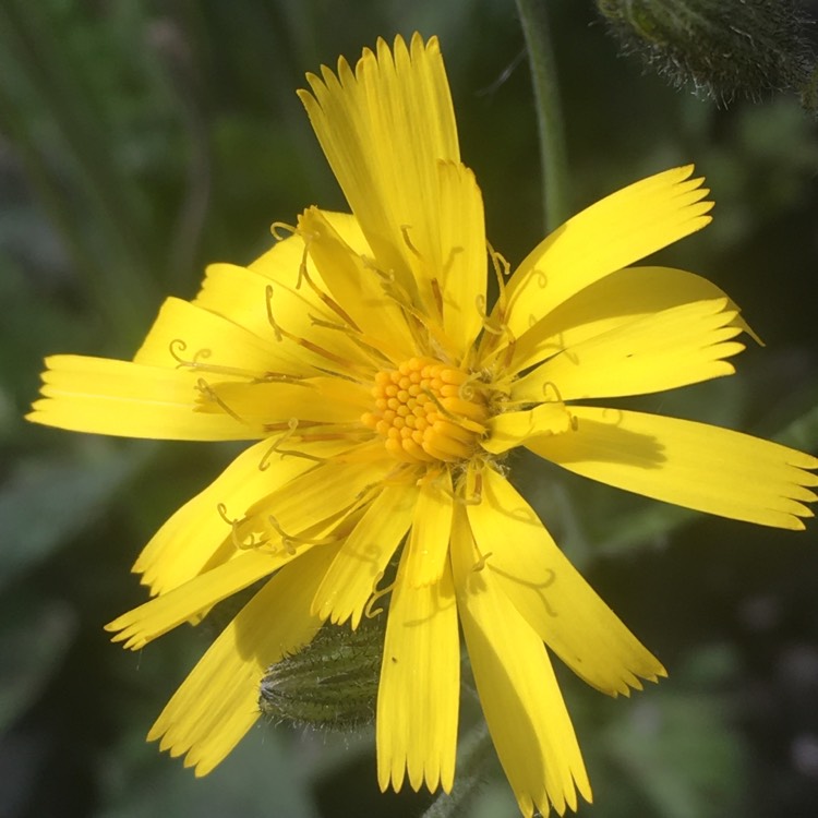 Plant image Hieracium maculatum 'Leopard'