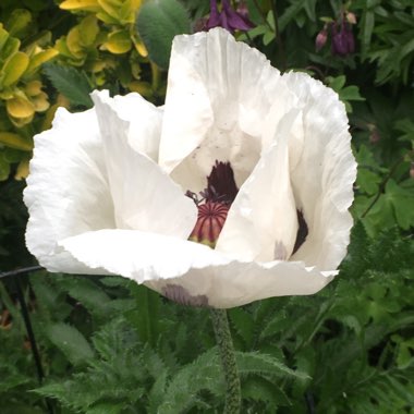 Papaver 'Royal Wedding'