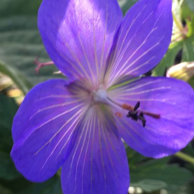 Geranium x johnsonii 'Johnson's Blue'