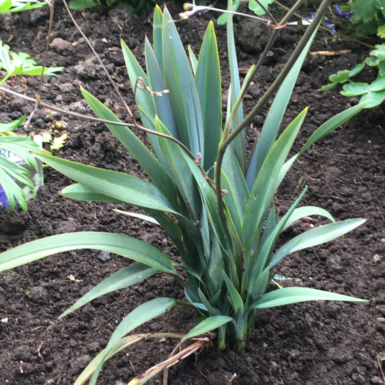 Plant image Dianella revoluta  'Little Rev™'