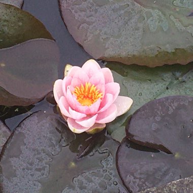 Nymphaea