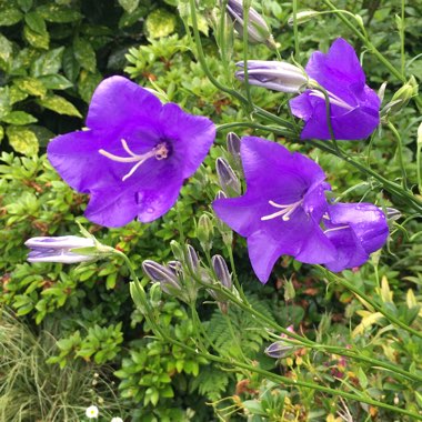 Campanula medium