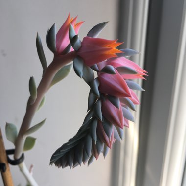 Echeveria Shaviana