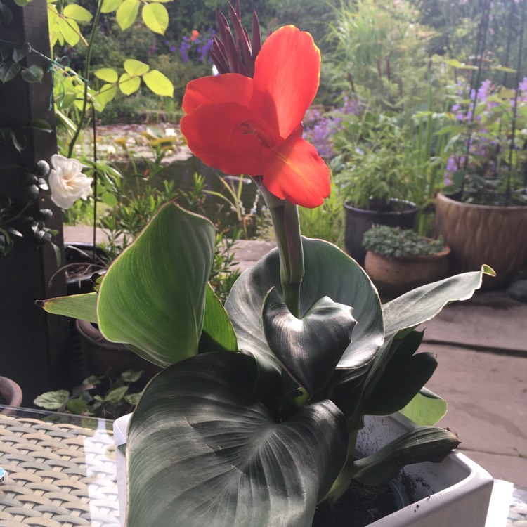 Plant image Canna 'Cannova Red Shades' (Cannova Series)