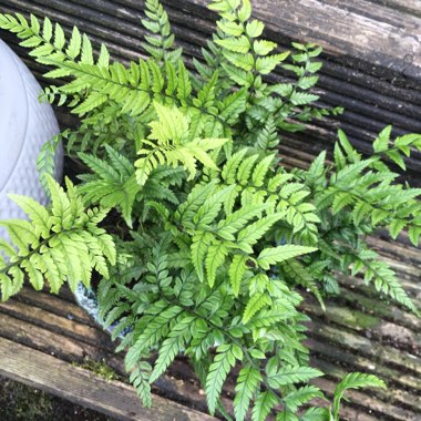 Polystichum Tsussimense syn. Aspidium tsussimense