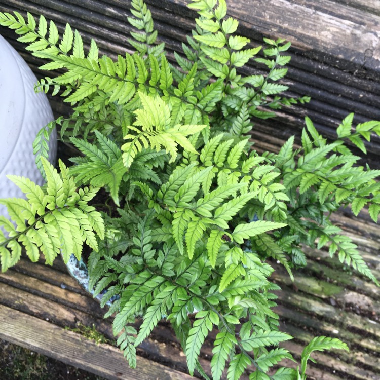 Plant image Polystichum Tsussimense syn. Aspidium tsussimense