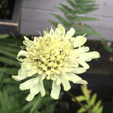 Cephalaria gigantea syn. Cephalaria caucasica ; Cephalaria tatarica