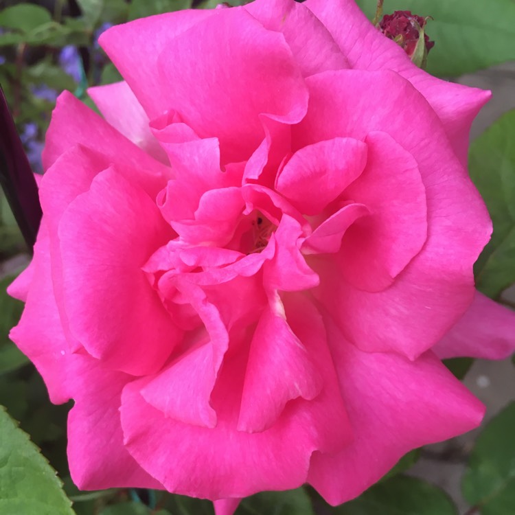 Plant image Rosa 'Zephirine Drouhin'