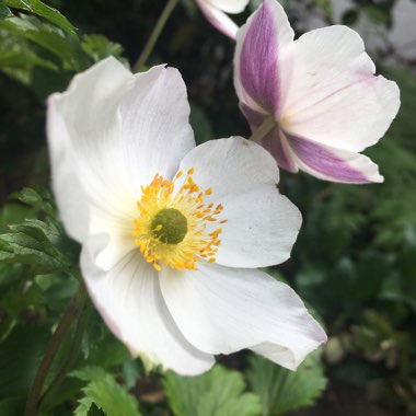 Anemone 'Macane001' syn. Anemone 'Wild Swan'