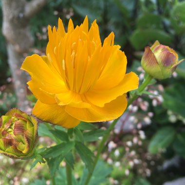 Trollius 'Dancing Flame'